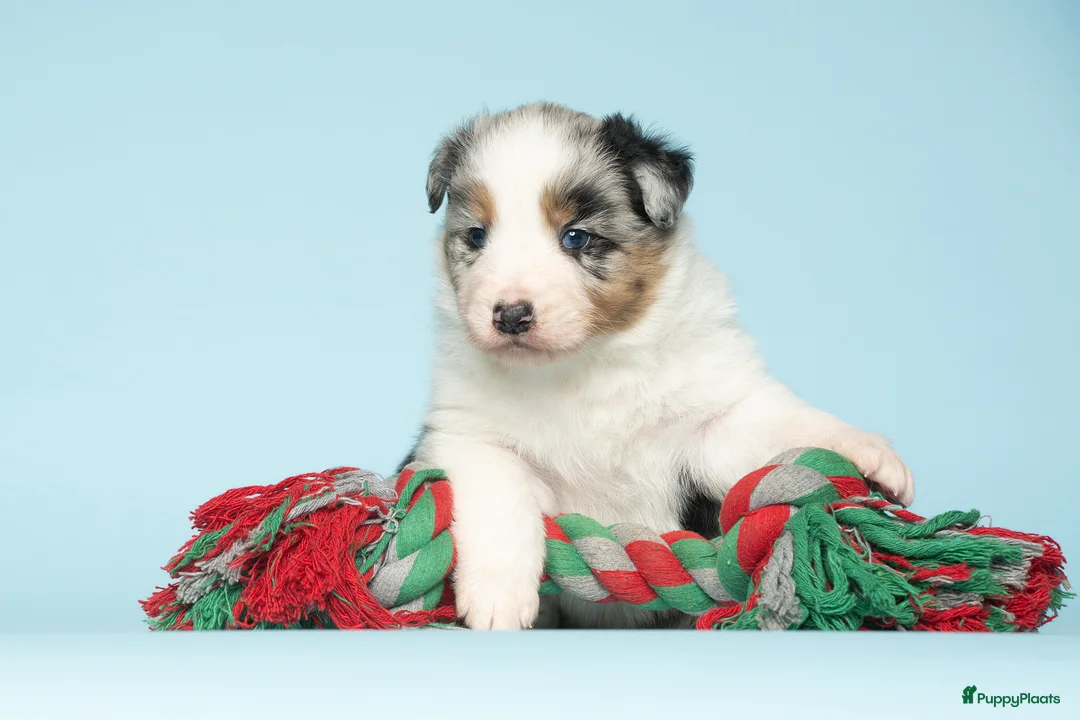 Australian Shepherd honden te koop: Australian Shepherd pups - Advertentie 8