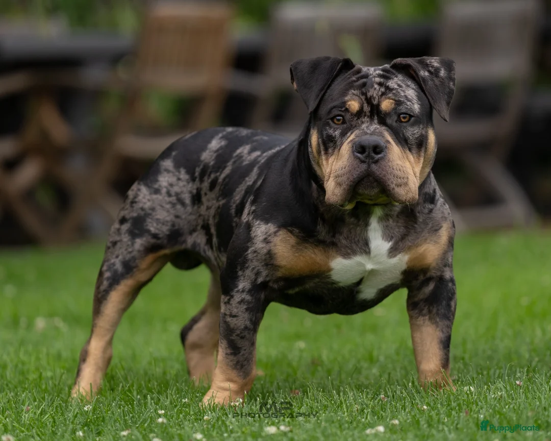 Amerikaanse Bully honden ter dekking: American Bully pocket dekreu  - Advertentie 1