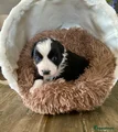 Australian Shepherd Puppy 3