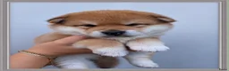 Shiba honden te koop: Mooie Shiba puppy’s zoeken een liefdevol thuis  - Advertentie 3