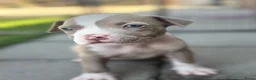 Amerikaanse Bully honden te koop: Amerikaanse pocket bully’s met stamboom - Advertentie 8