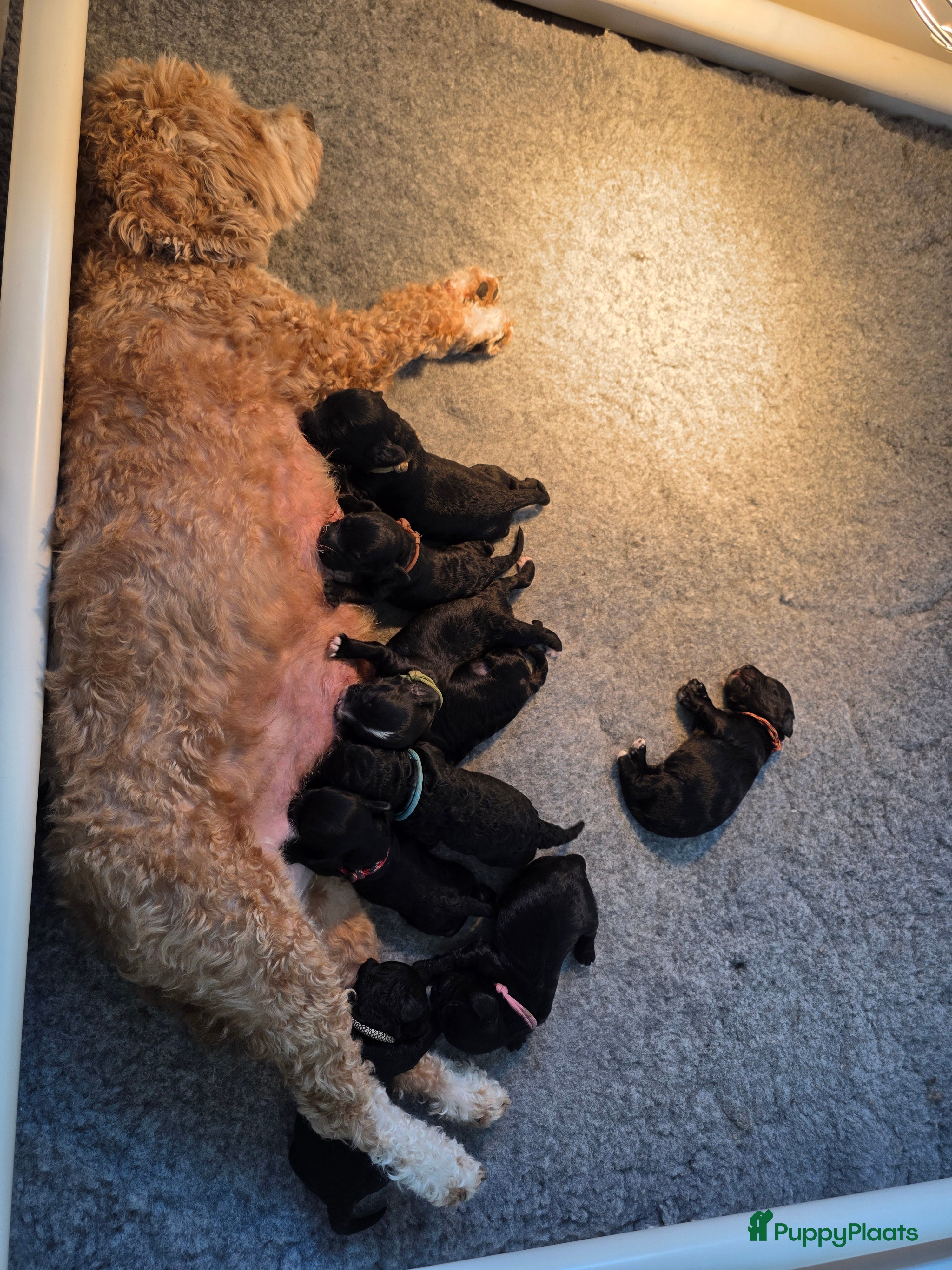 Labradoodle honden Mini labradoodle pups - Advertentie 2