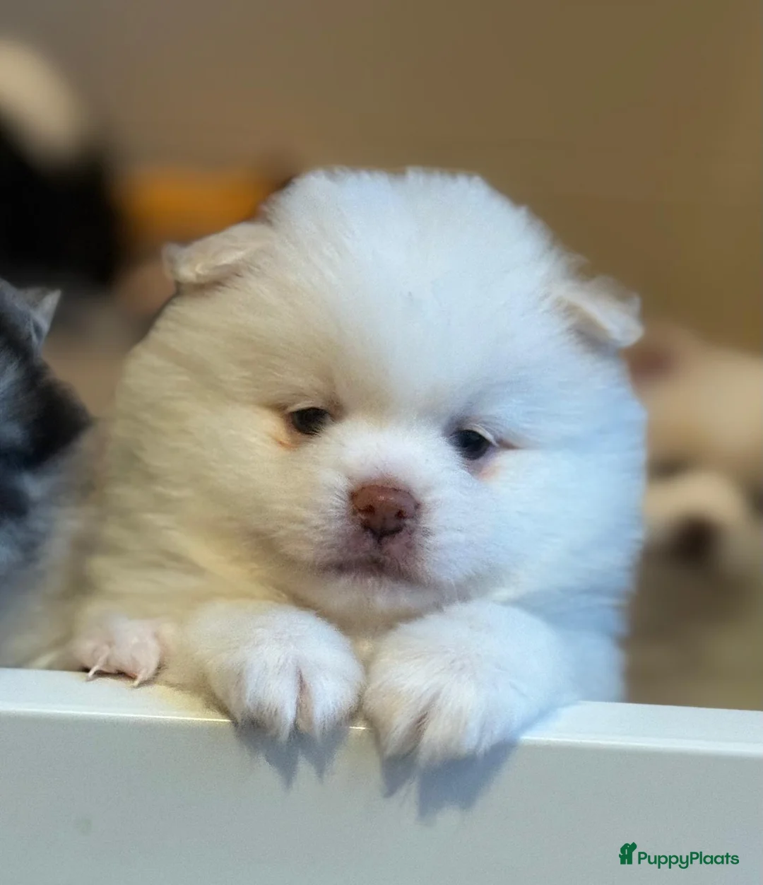 Kruising honden te koop: Teddy dog mini Chow Chow  - Advertentie 1