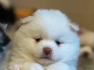 Kruising honden Teddy dog mini Chow Chow - Advertentie 3