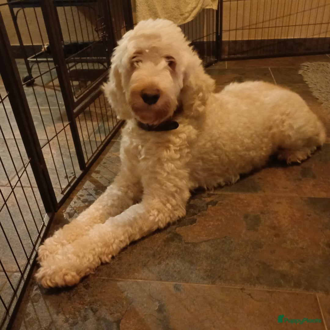 Labradoodle honden te koop: Prachtige multigen labradoodle pups - Advertentie 6