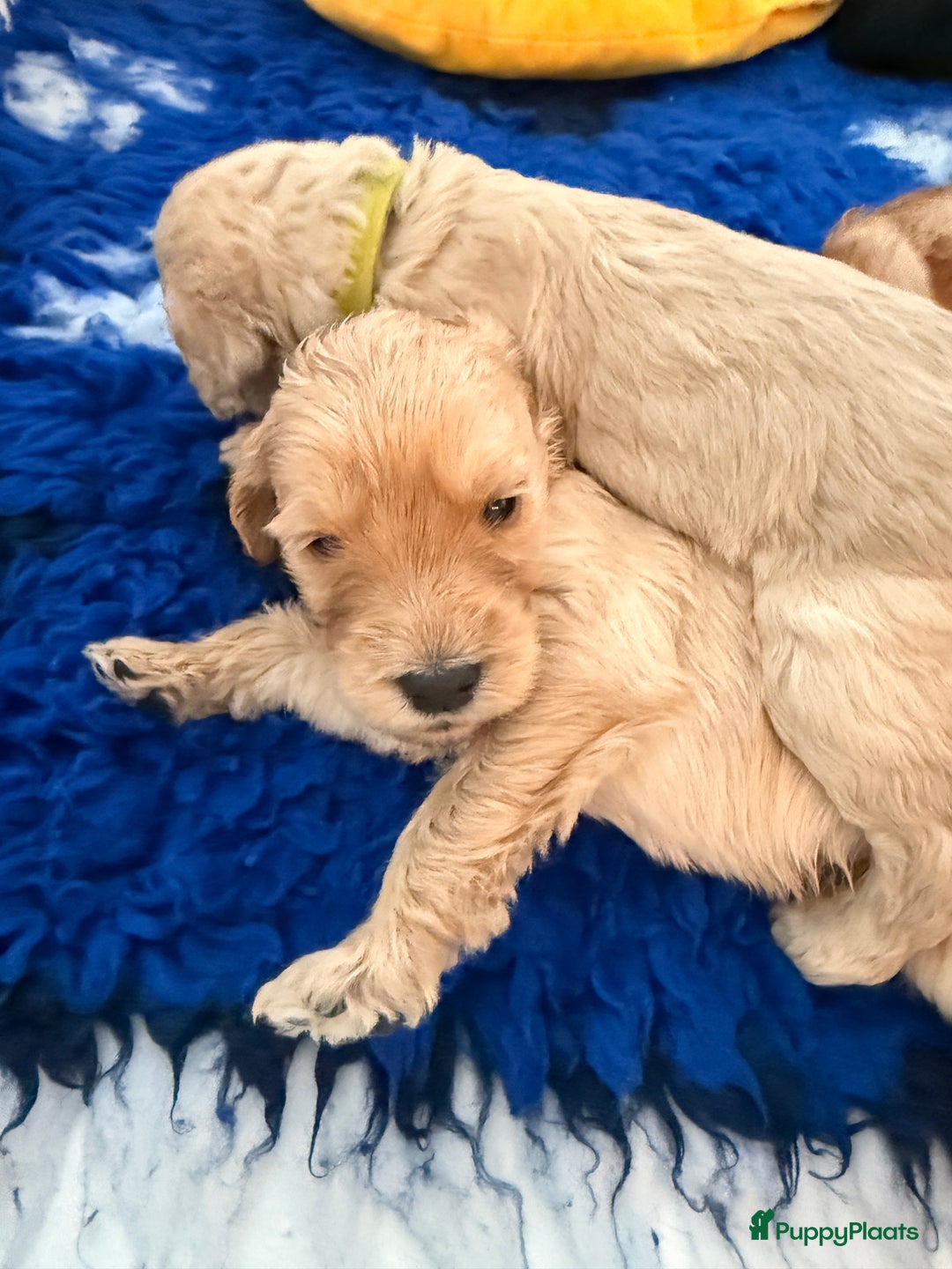 Kruising honden te koop: Goldendoodle/labradoodle  - Advertentie 17