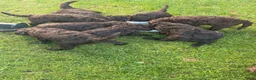Labradoodle honden te koop: Labradoodles chocoladebruin F4, Medium - Advertentie 4