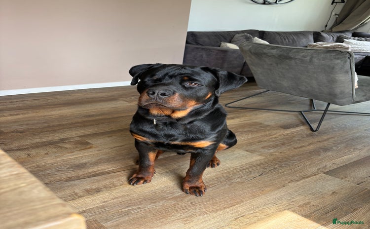 Kruising honden - Advertentie 2