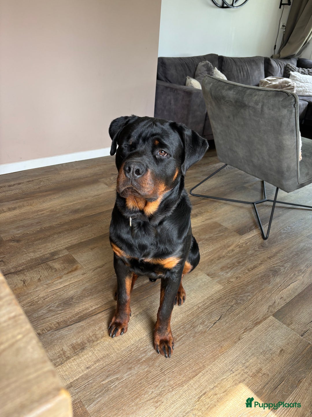 Kruising honden te koop: Mechelse herder & rotweiler - Advertentie 2