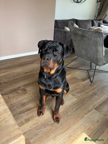 Kruising honden - Advertentie 2