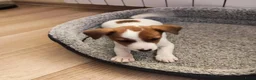 Jack Russel Terriër honden te koop: Jack Russell pups - Advertentie 3