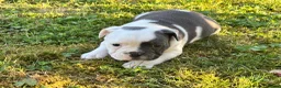 Old English Bulldog honden te koop: Prachtige Old English Bulldog pups - Advertentie 4