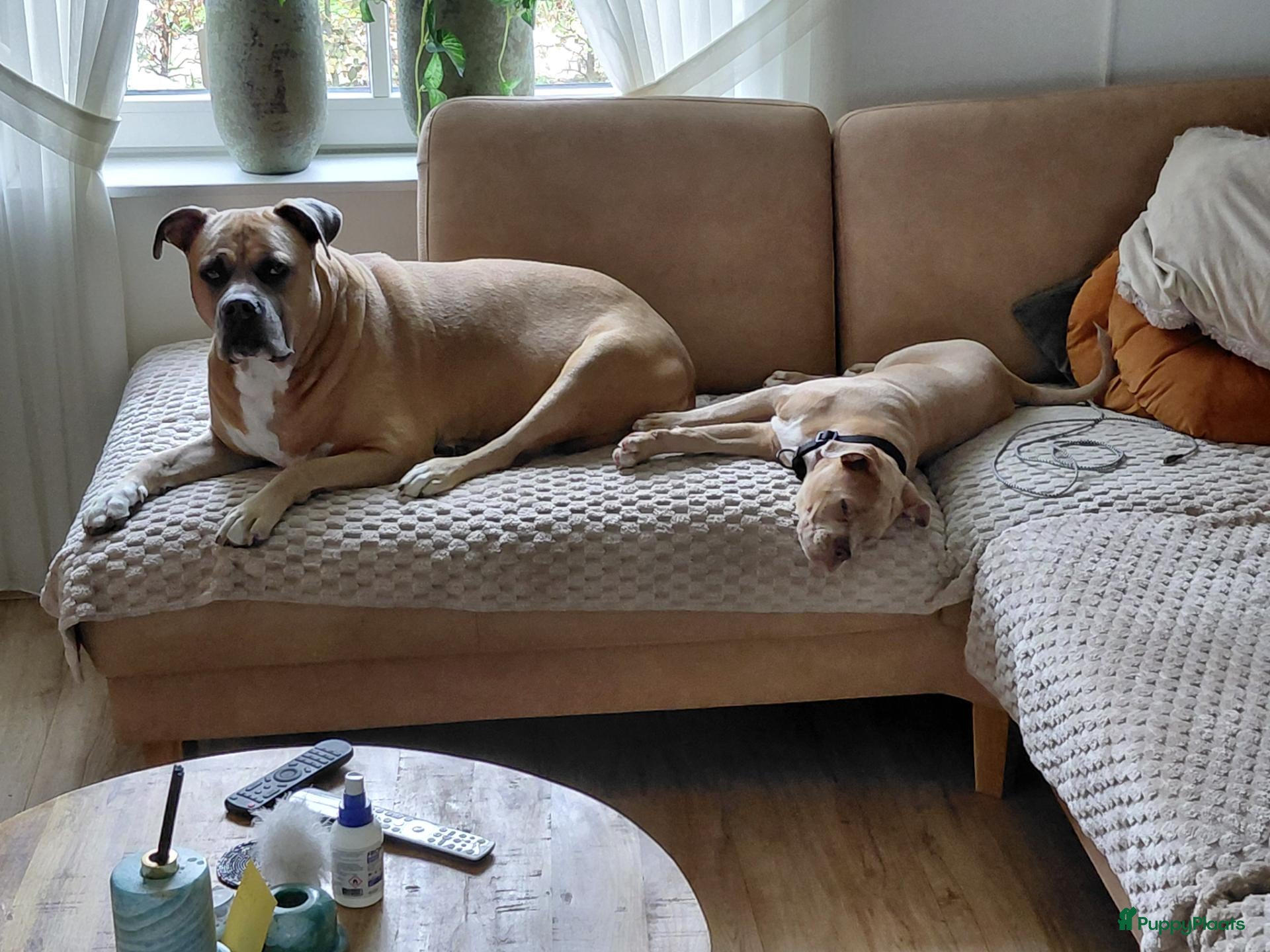 Old English Bulldog honden Te koop - Advertentie 12
