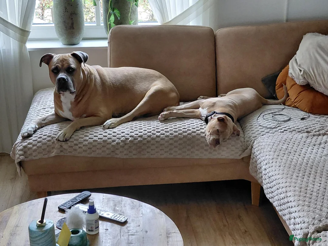 Old English Bulldog honden te koop: Te koop in Dalfsen - Advertentie 1