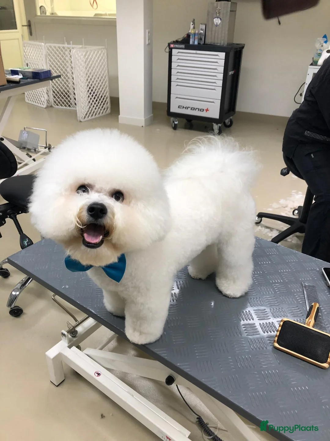 Galerij afbeelding {{count}}