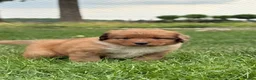 Kruising honden te koop: Nova scotia duck tolling x Australian shepherd pup - Advertentie 3