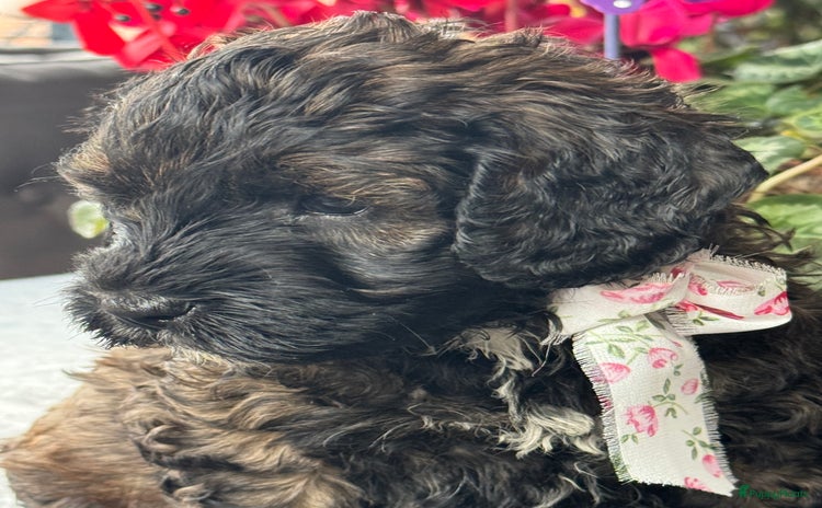 Australian Labradoodle honden - Advertentie 1