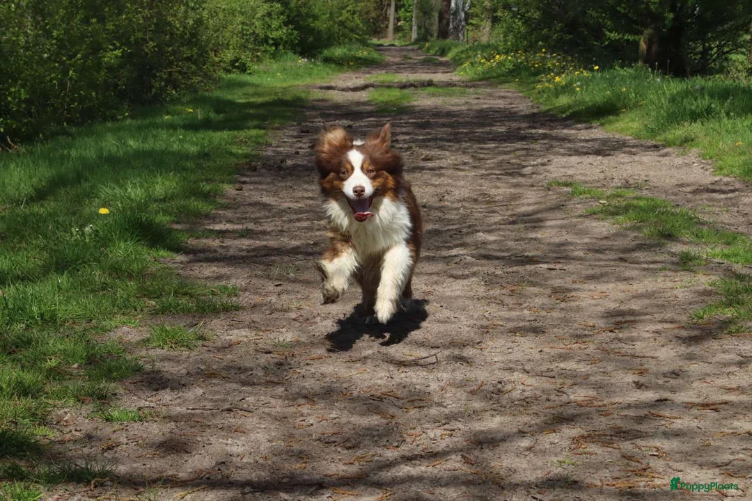 Australian Shepherd honden te koop: Geweldige Australian Shepherd pups  - Advertentie 2