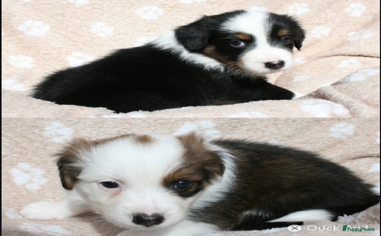 Australian Shepherd honden - Advertentie 10