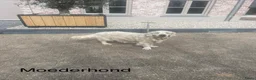 Golden Retriever honden te koop: Prachtige golden retriever pups te koop - Advertentie 7