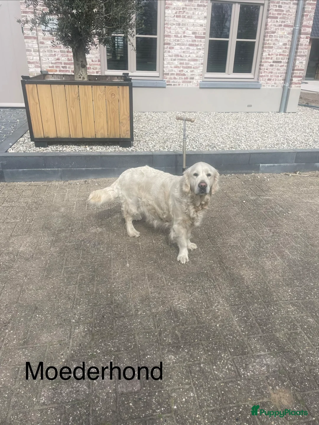Golden Retriever honden te koop: Prachtige golden retriever pups te koop - Advertentie 7