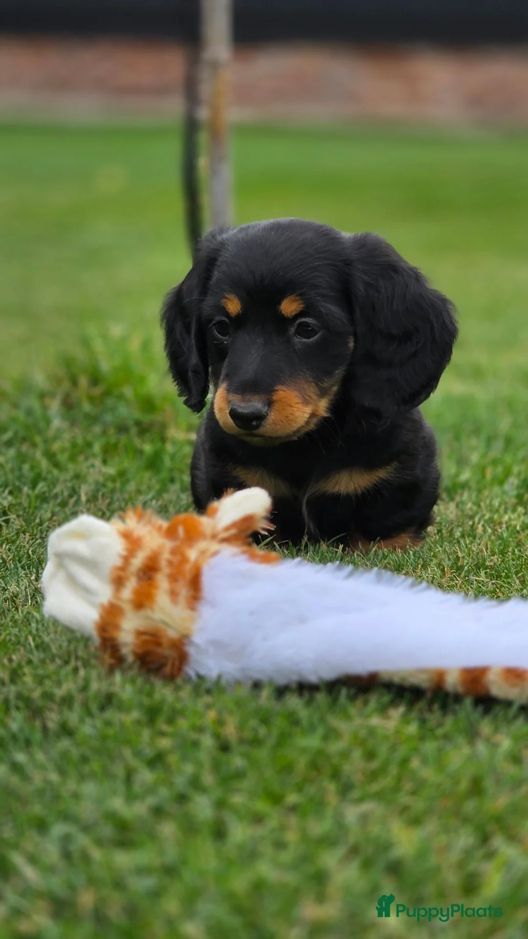 Teckel (langhaar) honden te koop: Prachtige Langharige Dwergteckelpups te koop - Advertentie 2