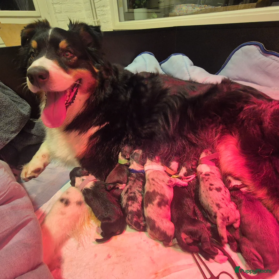 Australian Shepherd honden te koop: 9 prachtige australian shepherd pups geboren - Advertentie 23