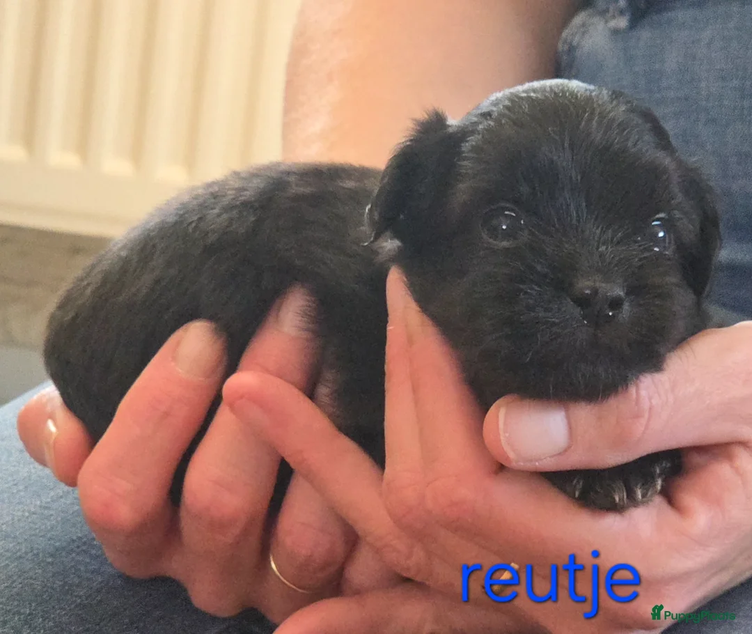 Boomer honden te koop: Nog 4 prachtige boomer reutjes beschikbaar  - Advertentie 6