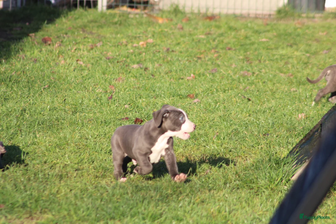 Amerikaanse Bully honden te koop: American Bully Pups ABKC stamboom België  - Advertentie 14