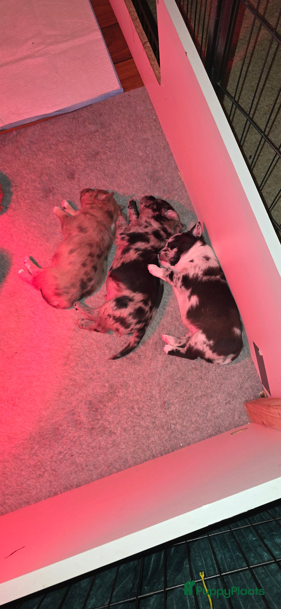 Kruising honden te koop: Te koop kruising bullterrier vs pomsky  - Advertentie 2