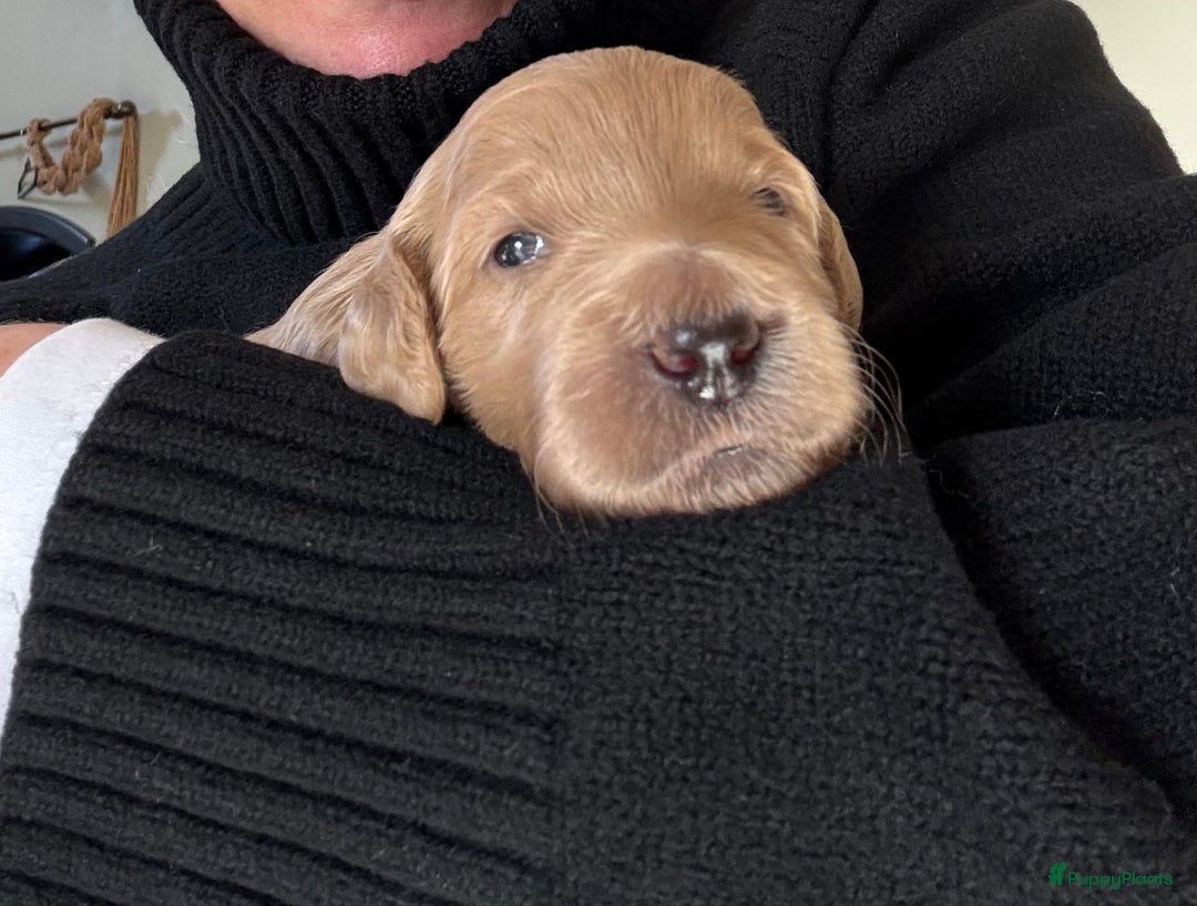 Labradoodle honden te koop: Labradoodle pups - Advertentie 4