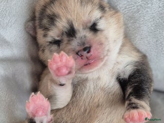 Kruising honden Prachtige Pomsky x Shiba pups - Advertentie 2