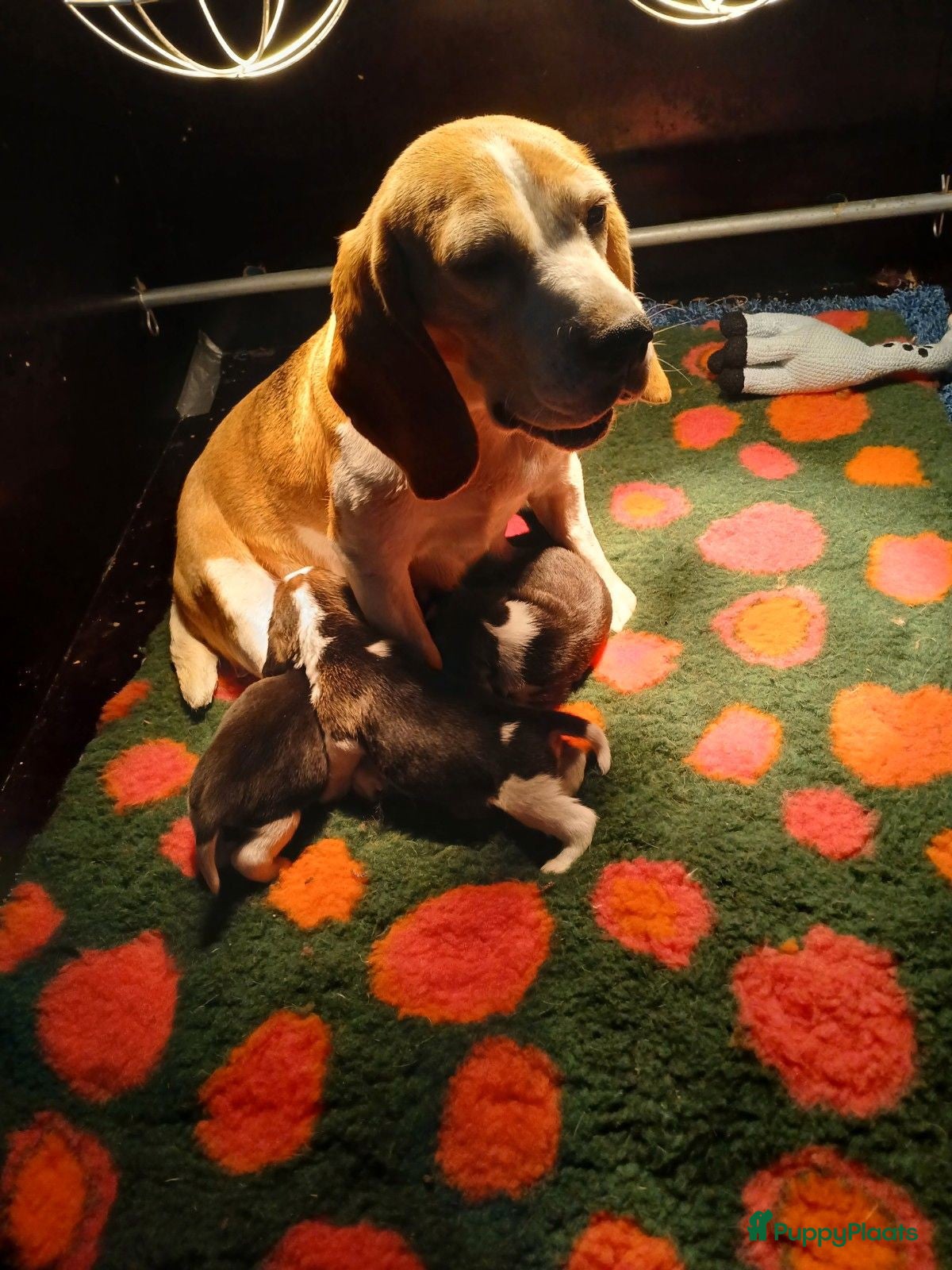 Beagle honden Prachtige Beagle pups - Advertentie 1