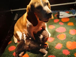 Beagle honden te koop: Prachtige Beagle pups - Advertentie 1