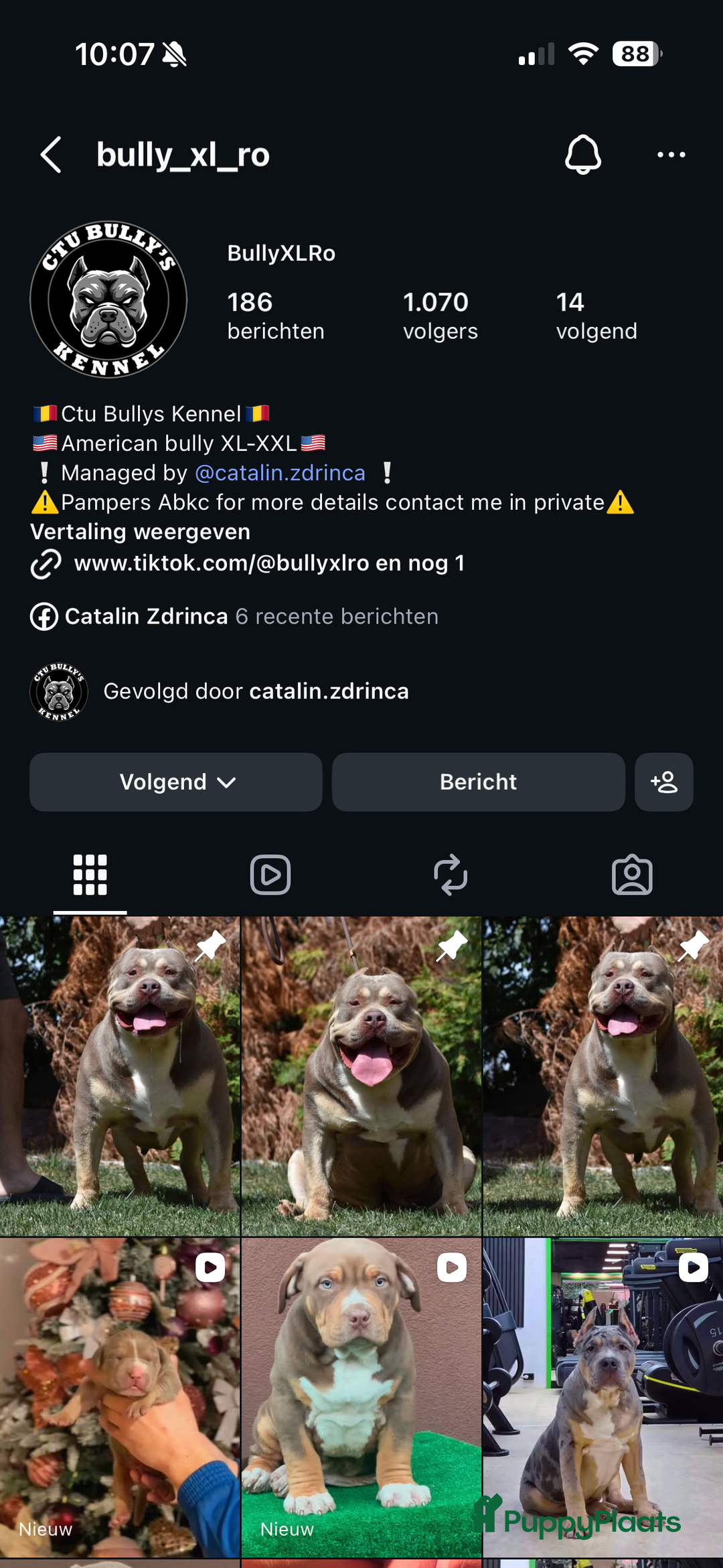 Amerikaanse Bully honden te koop: American Bully Xl ( stamboom zelf regelen)  - Advertentie 10