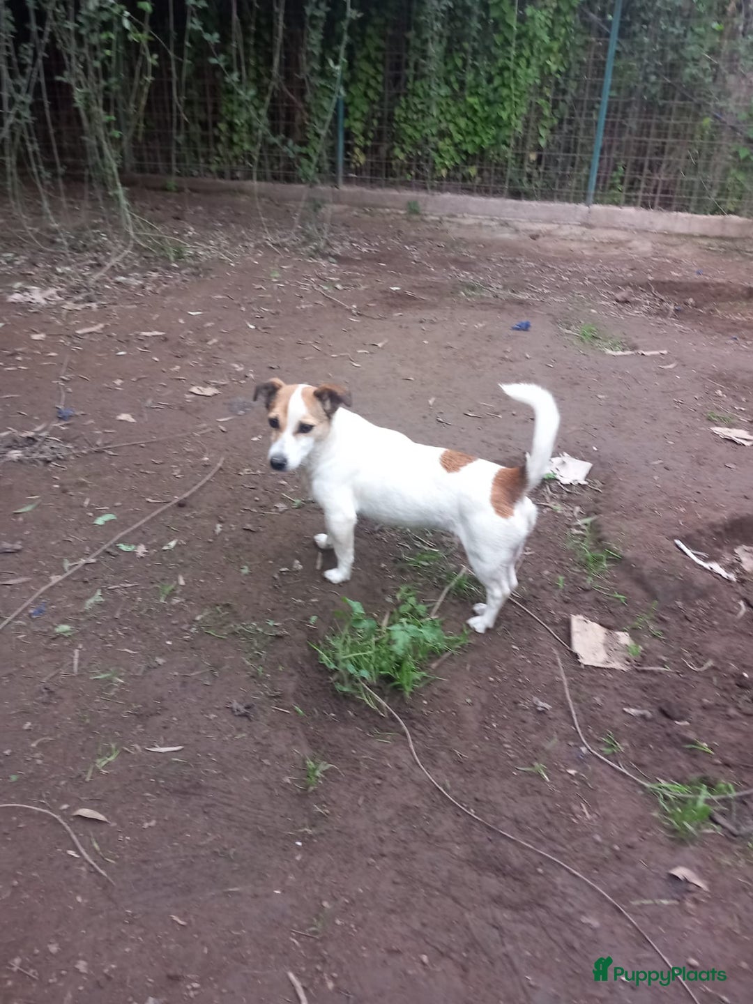 Kruising honden te koop: Azzura - Advertentie 3