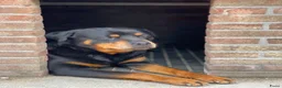 Rottweiler honden te koop: Lieve rottweilers puppy’s  - Advertentie 7