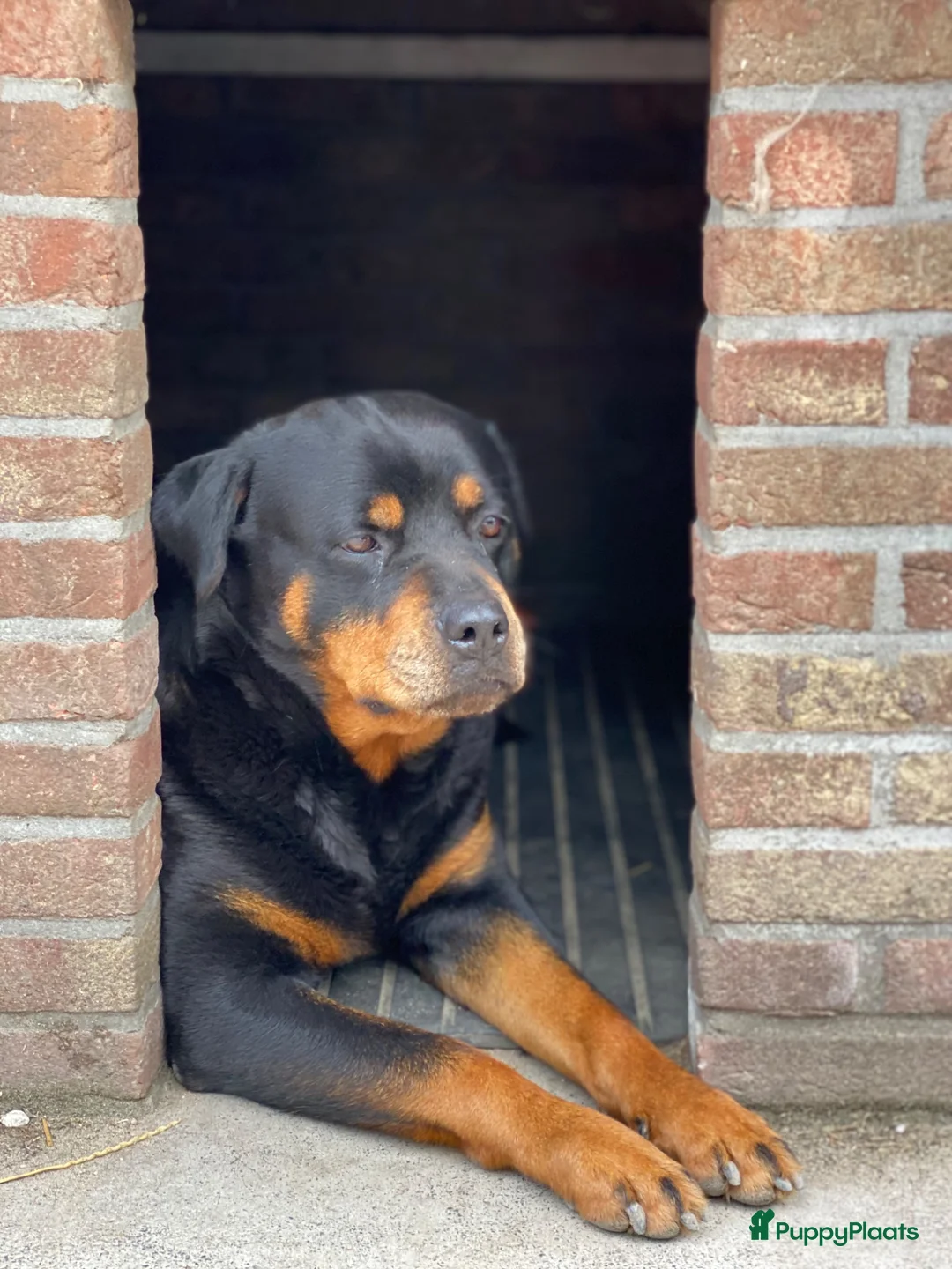 Rottweiler honden te koop: Lieve rottweilers puppy’s  - Advertentie 7