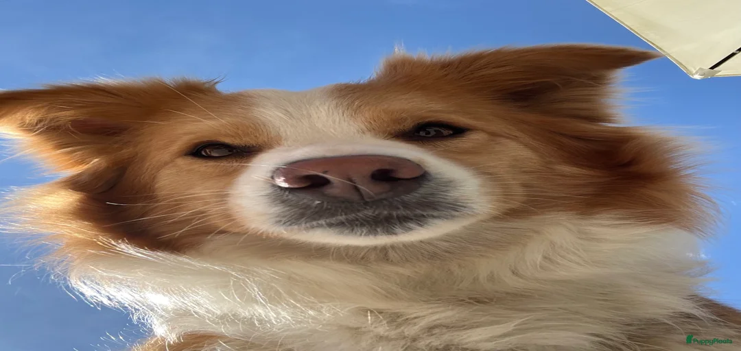 Galerij afbeelding {{count}}