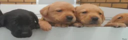 Labrador Retriever honden te koop: Leuke Labradorpups beschikbaar (met stamboom) - Advertentie 5