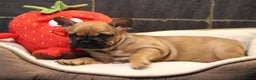 Franse Bulldog honden te koop: Franse Bulldog pups - Advertentie 4
