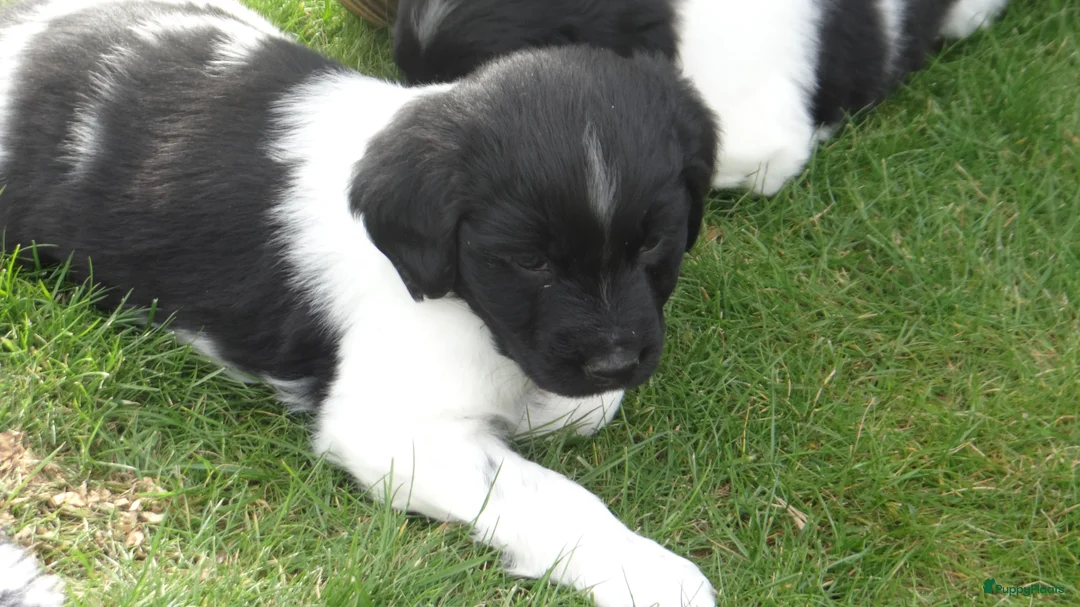 Friese Stabij honden te koop: Friese Stabij pups met FCI-stamboom🐾 - Advertentie 25