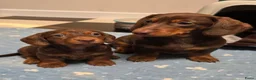 Dwergteckel honden te koop: Kortharige dwergteckel pups - Advertentie 2