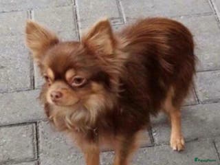 Chihuahua honden Dekreu aangeboden in Asten - Advertentie 3
