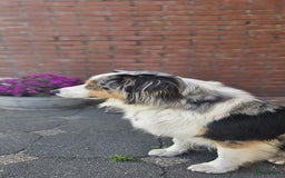 Australian Shepherd honden te koop: Mooie Australian shepherd pups in Bunschoten-Spakenburg - Afbeelding 20