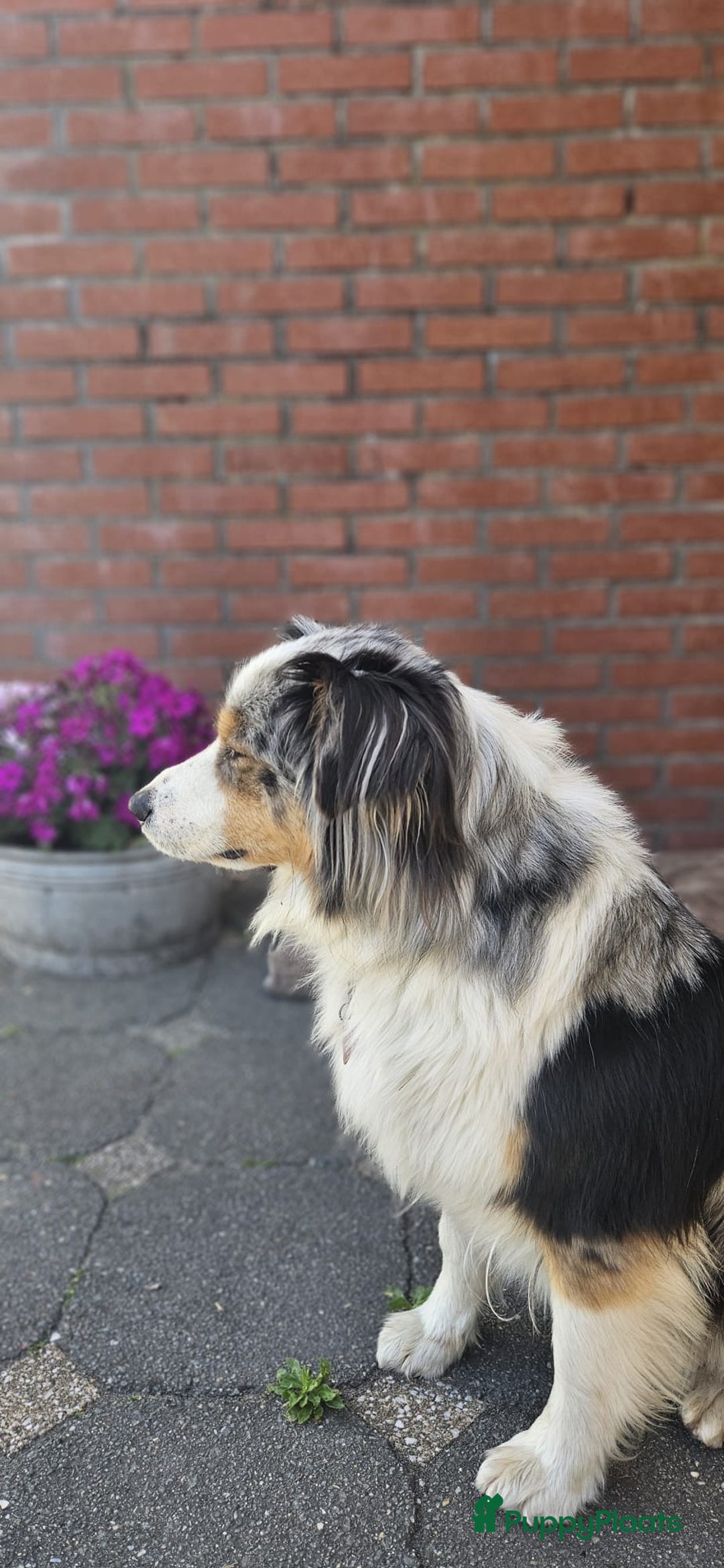 Australian Shepherd honden te koop: Mooie Australian shepherd pups in Bunschoten-Spakenburg - Afbeelding 20