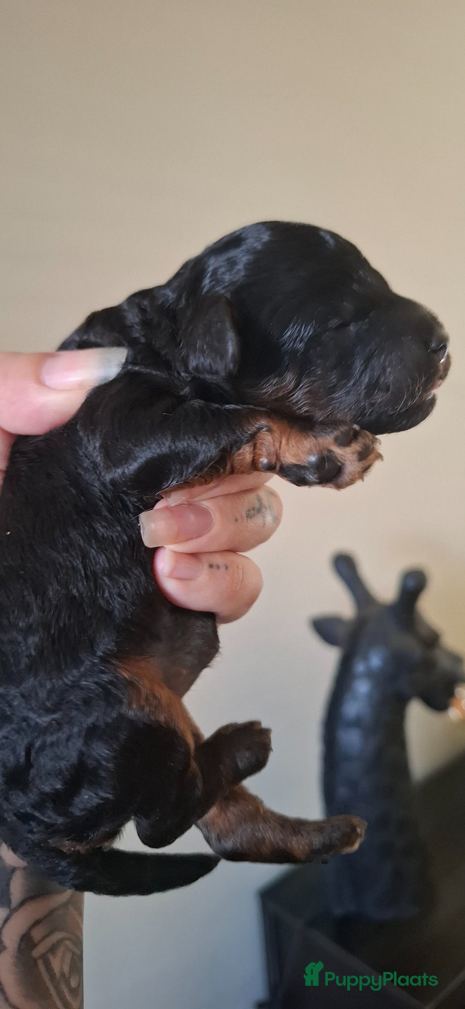 Kruising honden 🩷💙GEBOREN Toy / dwerg poedel pups STAMBOOM 🩷💙 - Advertentie 11