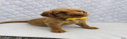 Labradoodle honden te koop: Super fijne multigen half Australian doodles🥰 - Advertentie 28
