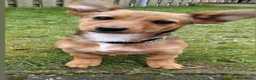 Kruising honden te koop: Teckel kruising pups  - Advertentie 8