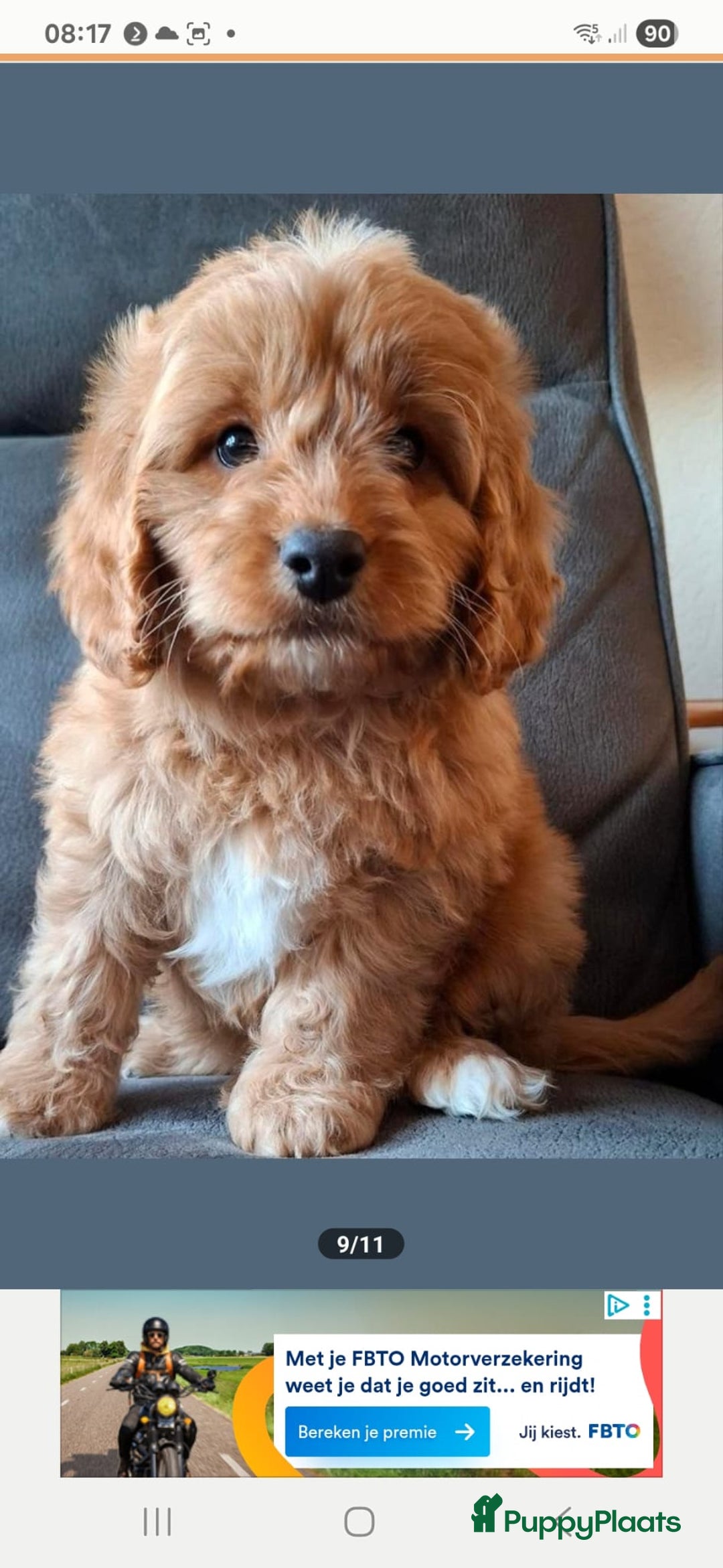 Cockapoo honden te koop: Cockapoo pups  - Advertentie 2